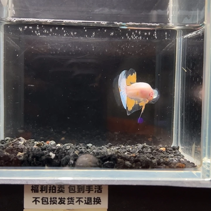 斗鱼竞拍跑单拉黑27日17