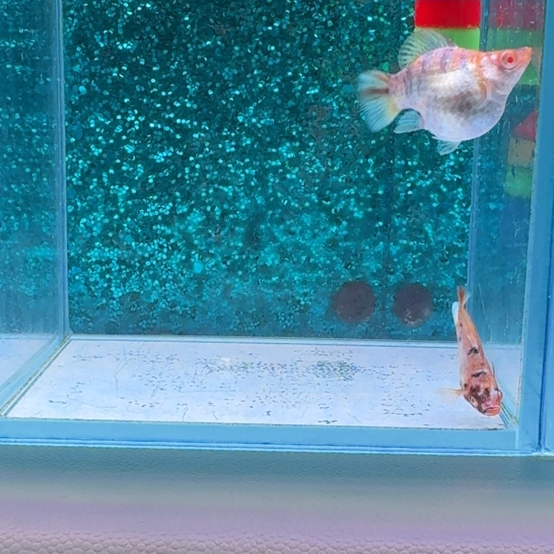 黑玛丽鱼803号玛丽2条