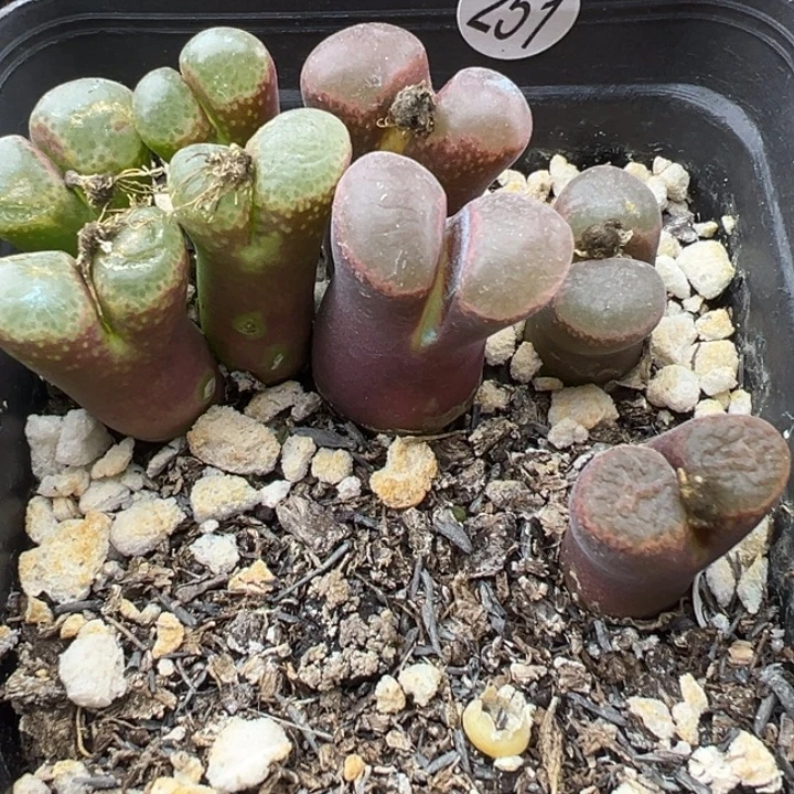 251号真好盆这颗多肉有点好看