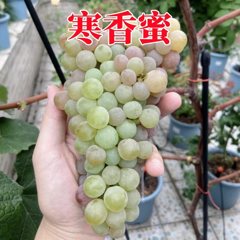 带土带叶 寒香蜜葡萄树苗 盆栽地址爬藤树葡萄苗南方北方种植