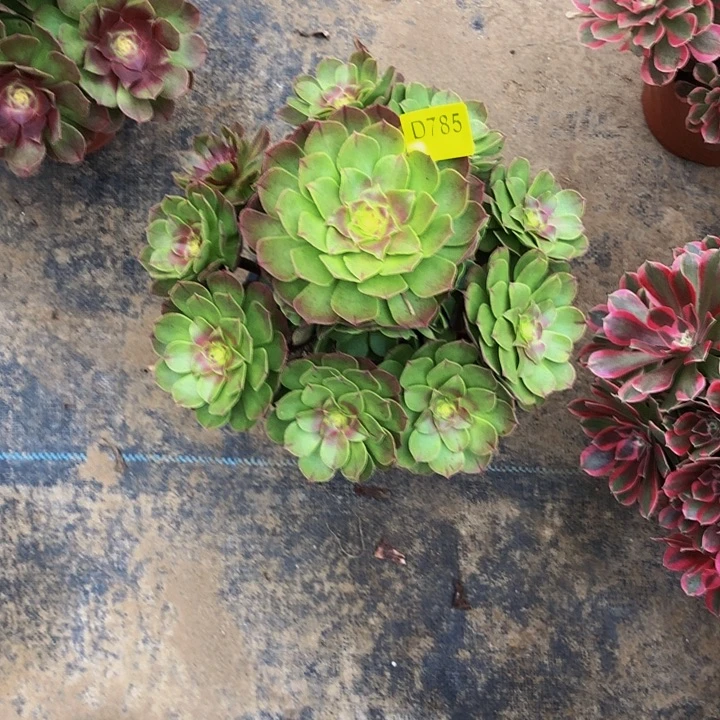 万圣节多肉7850000000000