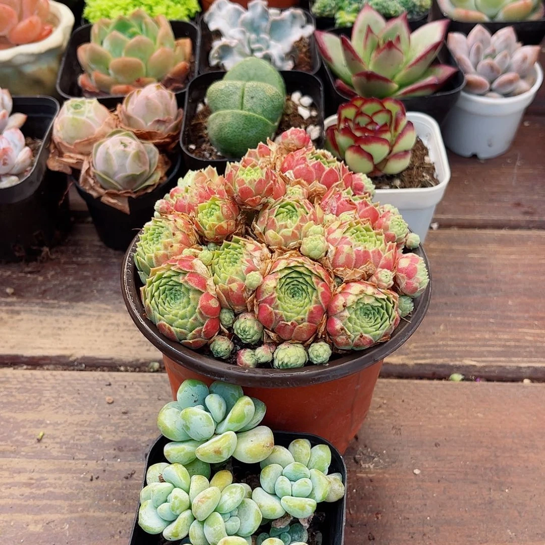 大宝贝套餐代盆土3