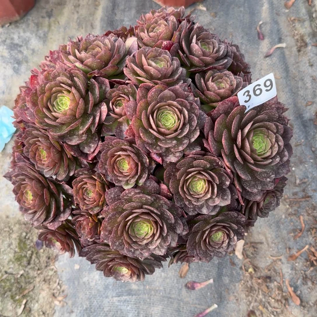 ?**?369多肉植物若桃