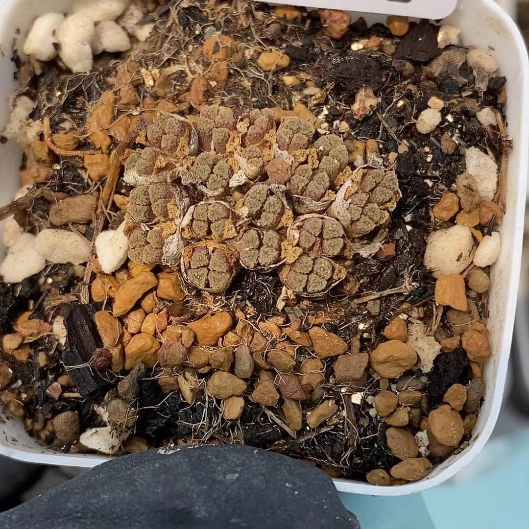 i***i桃喜花园0421/24火柴头