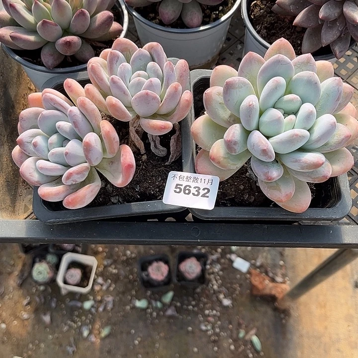阿雅园艺。      5632香水两颗
