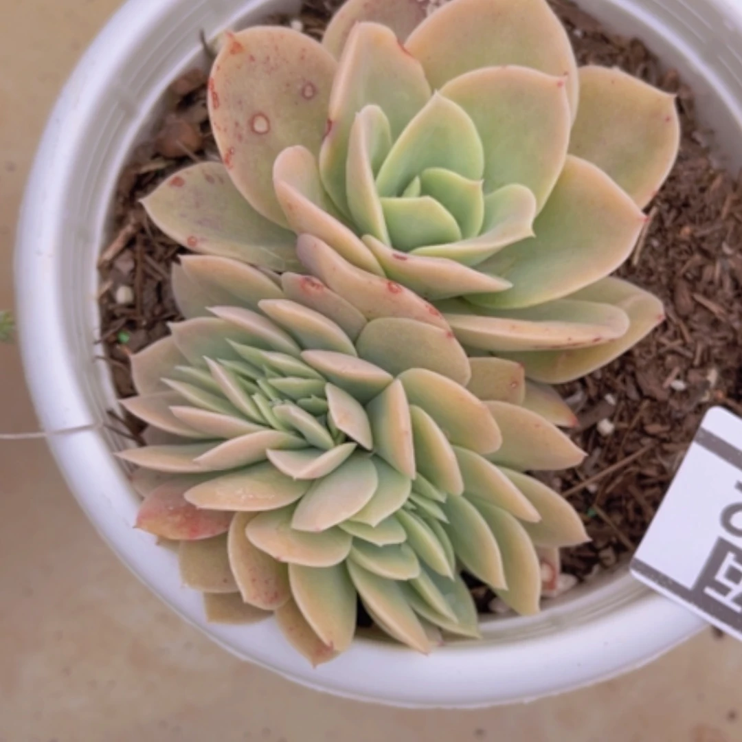 【闪购商品】星纳塔缀0422