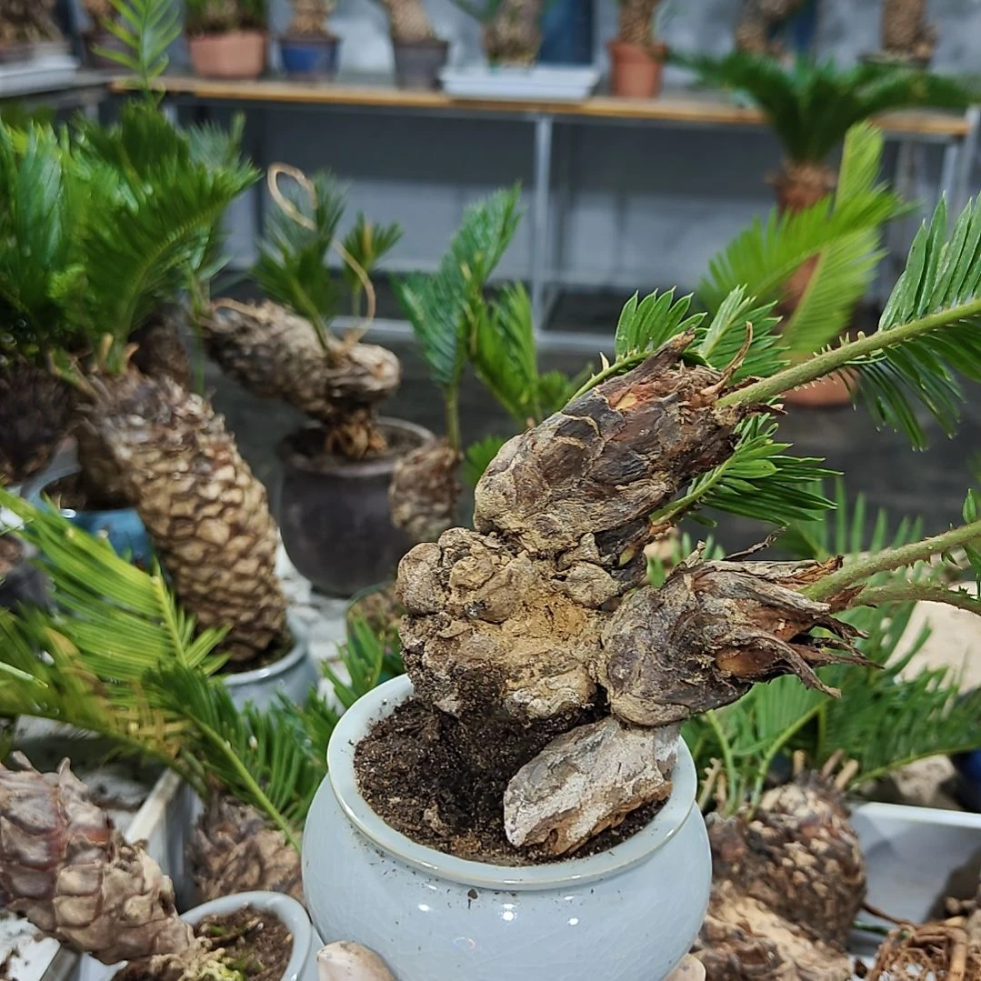 陈***斌无花朵白鳞铁盆景基地价