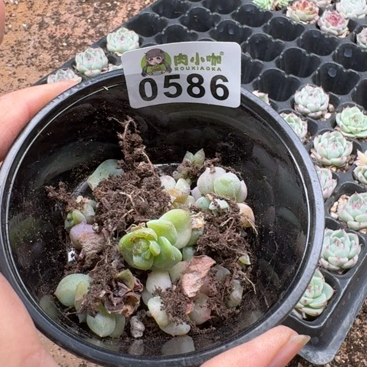 当前无花朵，栽培后可花朵月**凉多肉植物多肉植物