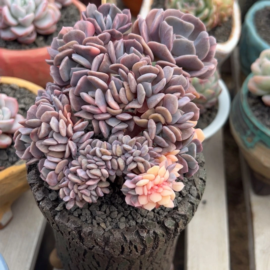 多肉植物雪精灵缀化锦