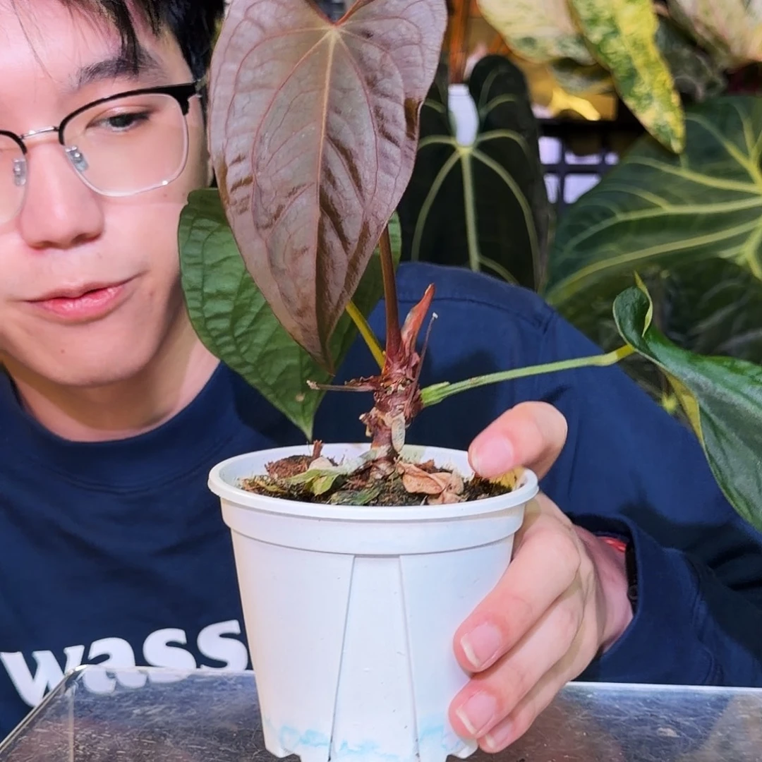 完全开放S110蝠鲼杂papifs