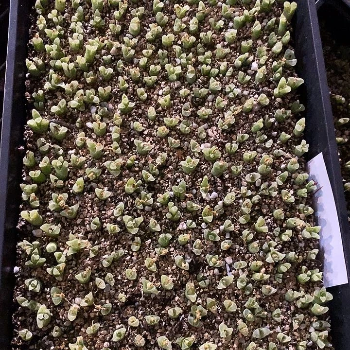 22352。   一筐冰风铃。