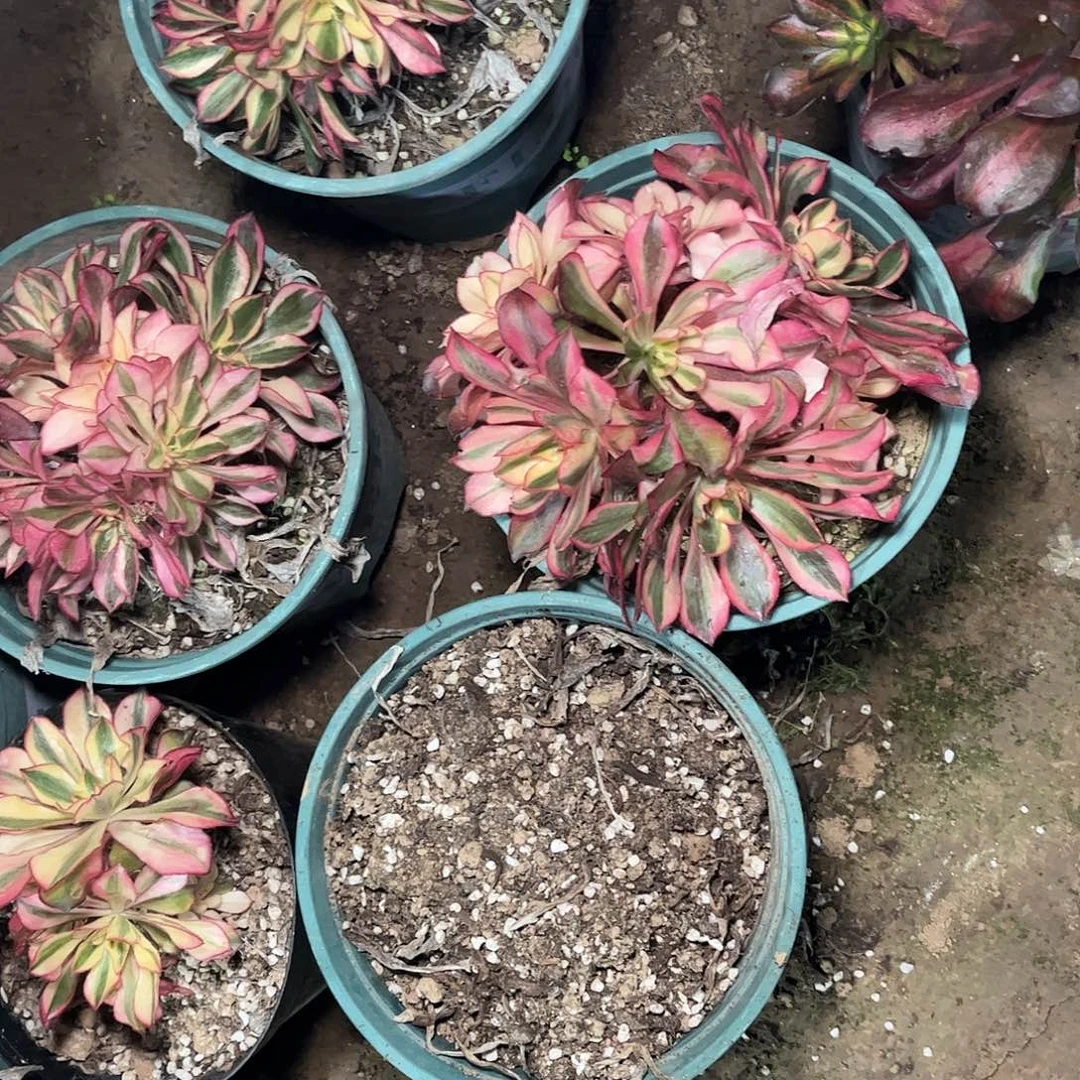 多肉植物魅影母本