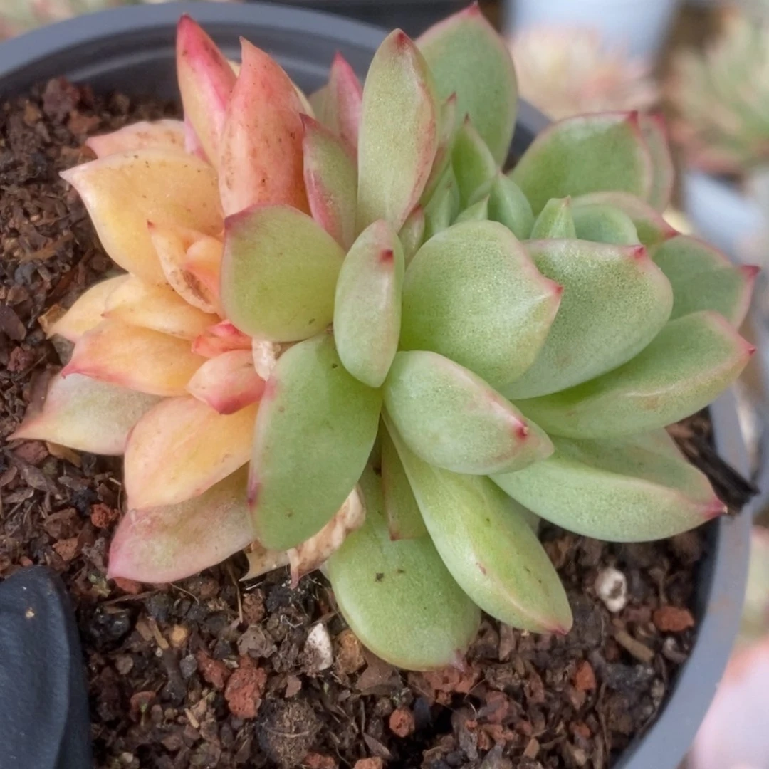 261东云杂锦锦锦锦锦