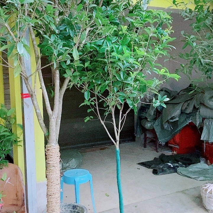 花****完全开放2/3左右四级桂