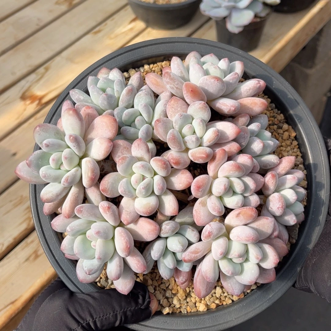 一物一拍不支持退换