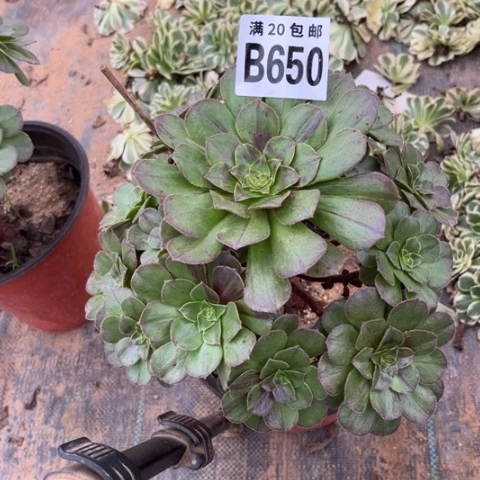 650花月夜不包断枝