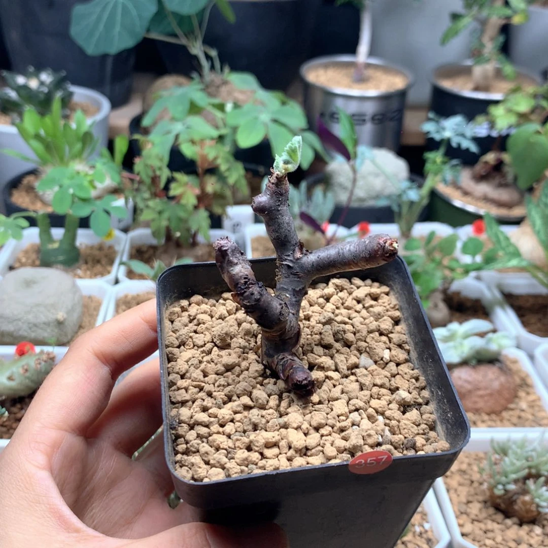 产地枝干杨葵带盆多肉