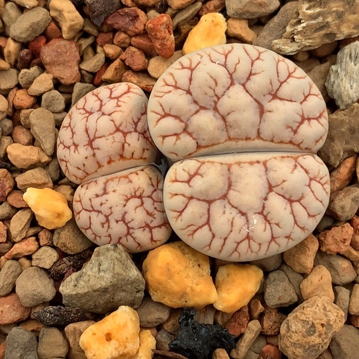 精品多肉植物精品c189