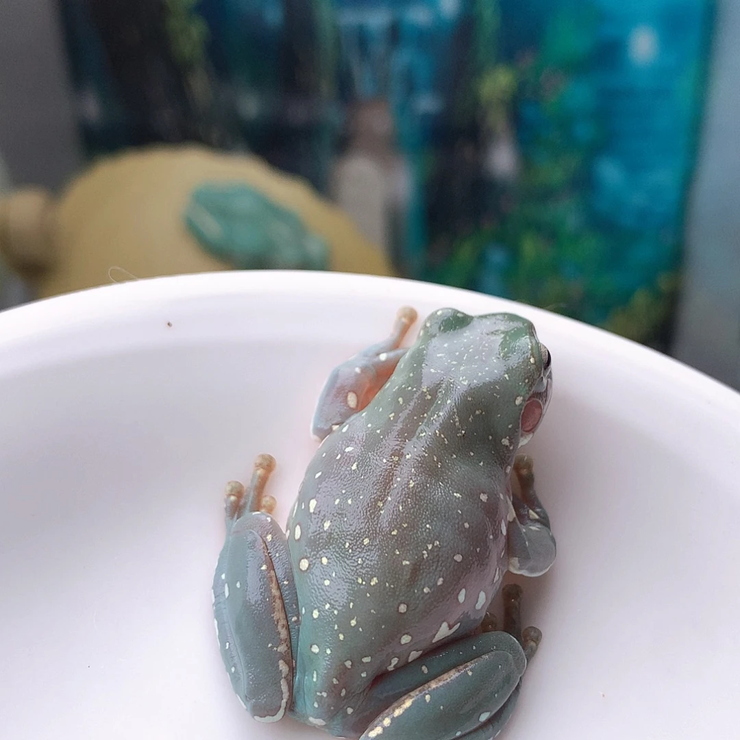 老爷树蛙25号精品超蓝暴雪推荐。两侧大花