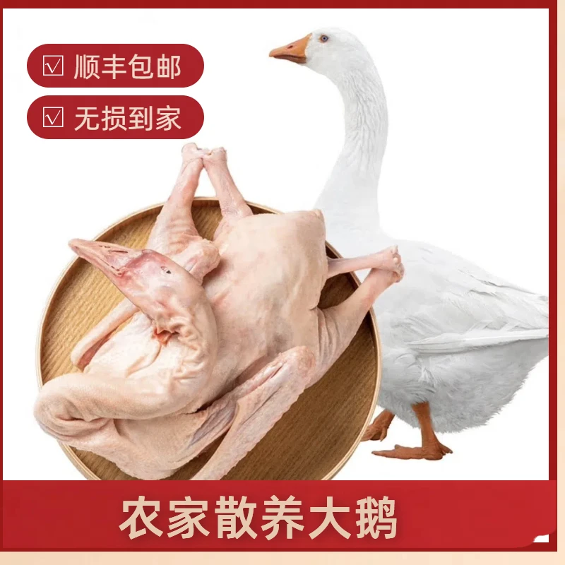 拍一只送一只纯粮食散养大鹅仔鹅毛重15斤 净重8-9斤