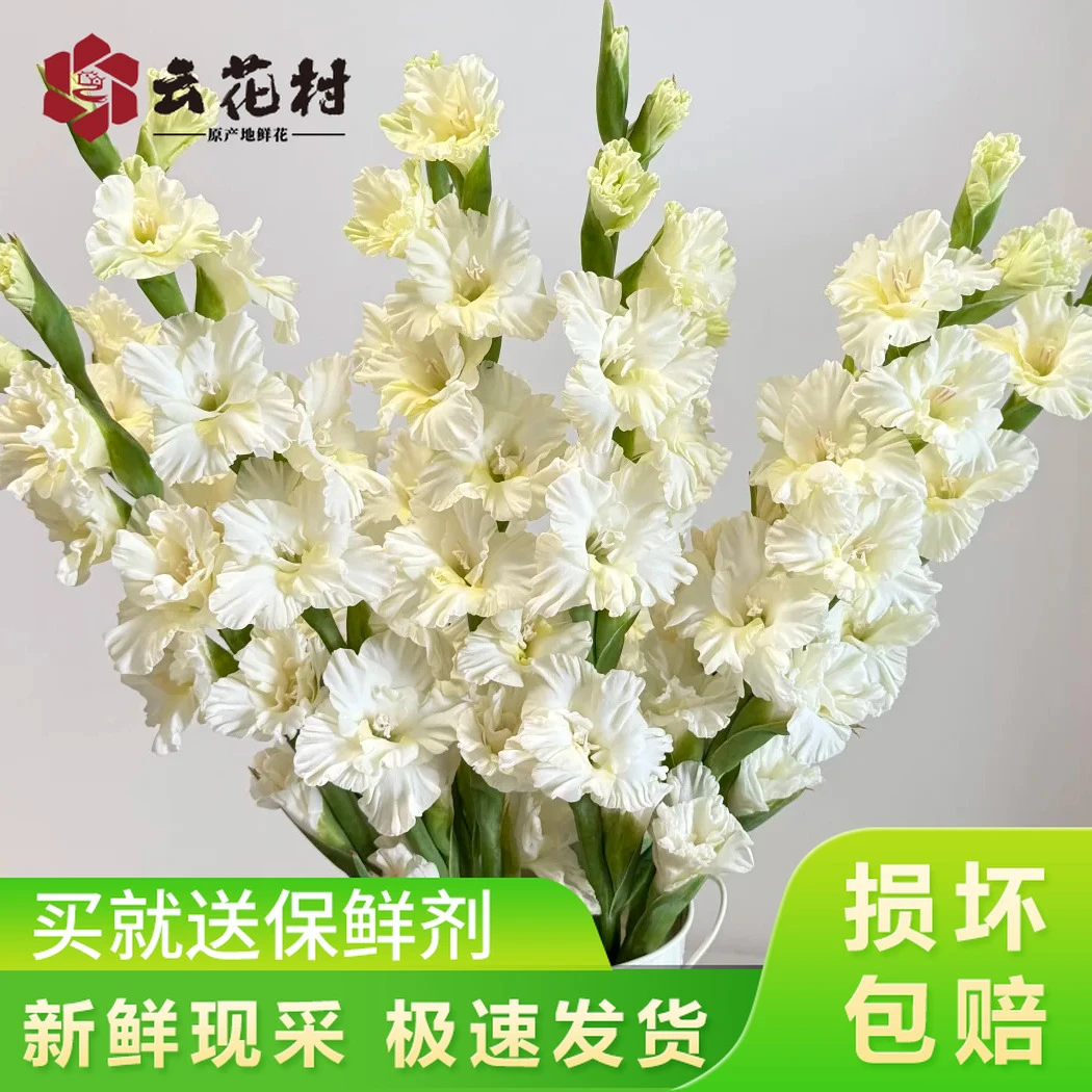 （推荐）糖果水晶剑兰10支【全店任意满两件发顺丰京东】云南新鲜鲜花