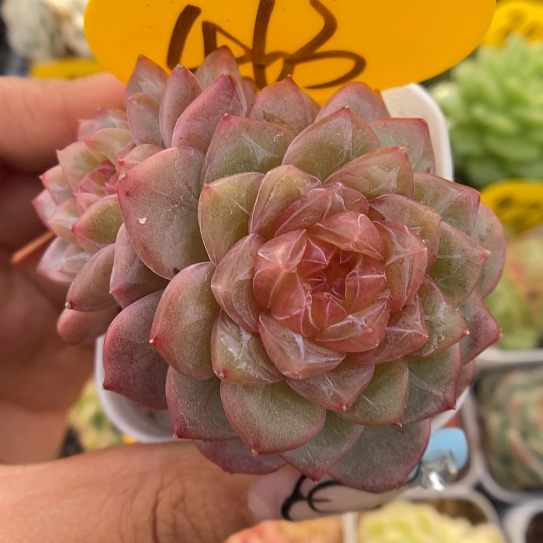 粉钻心珍妮可拍463号。