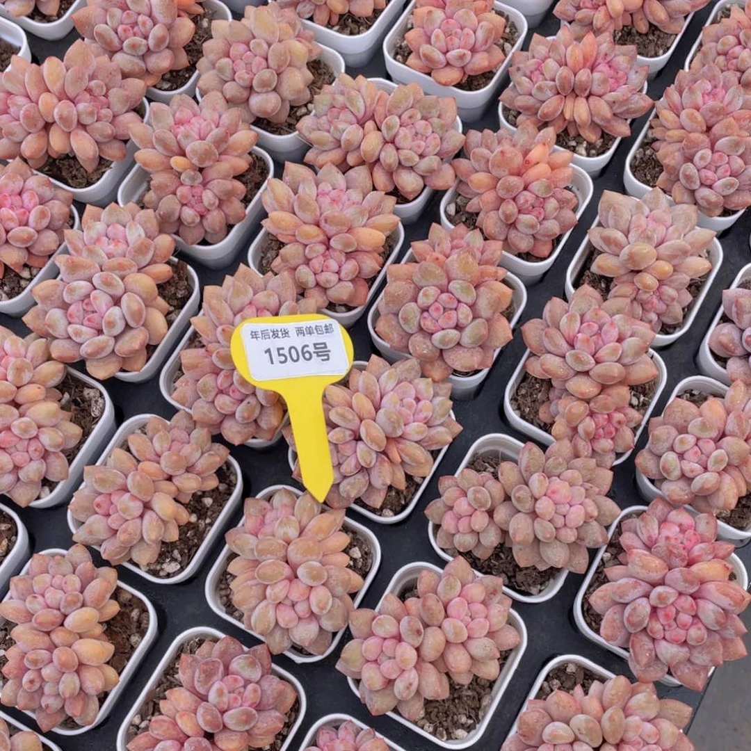 1506号丸叶粉透半夏双头一个