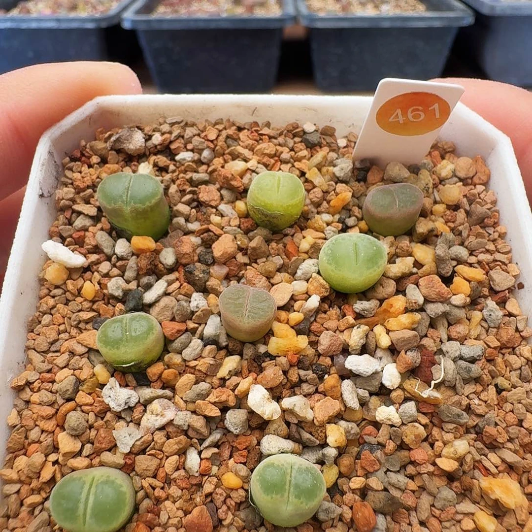 多肉植物福利肉锥四年胖虎风铃小型株任选一颗461