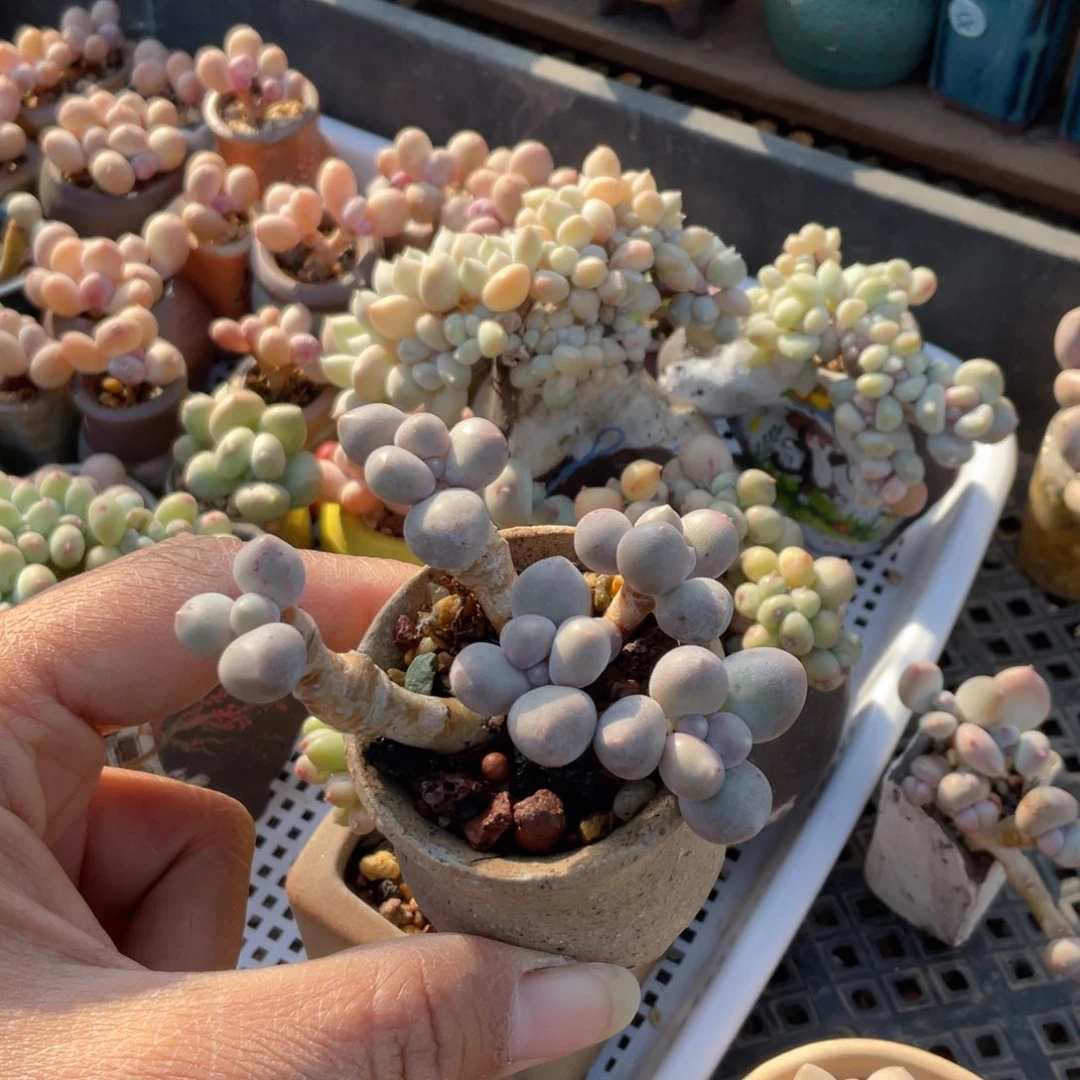 芋圆奶群一体多肉植物