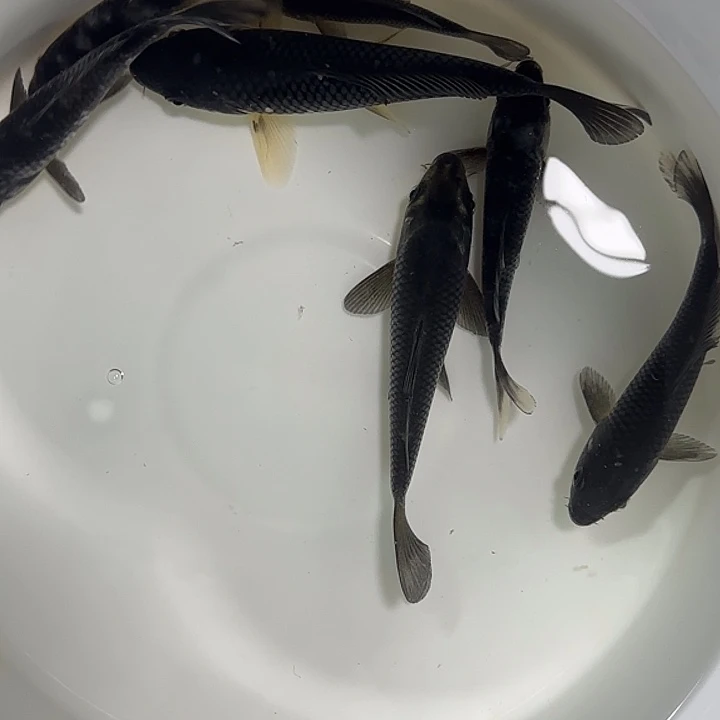 锦鲤志明冠军子代鱼