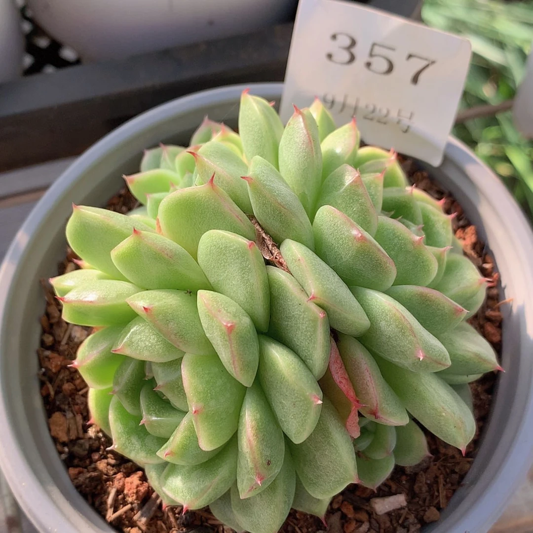 【闪购商品】云357号