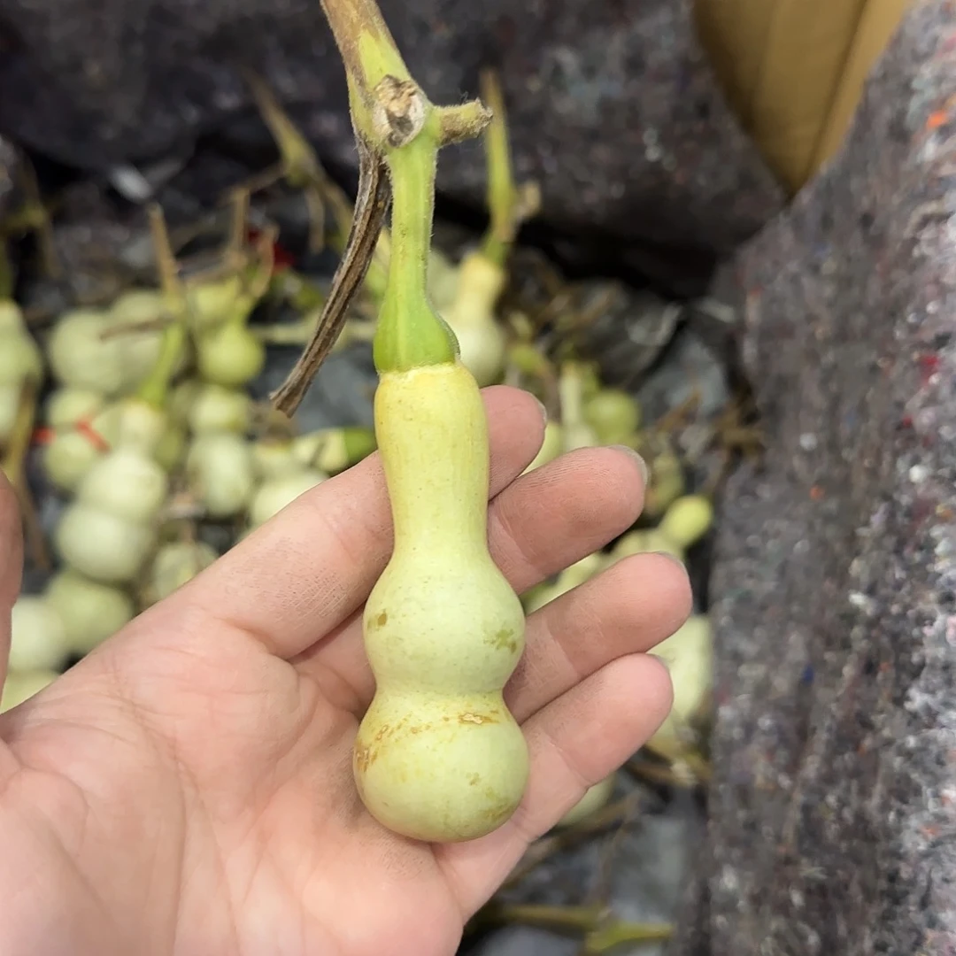 风***起葫芦ndndndnsndndn