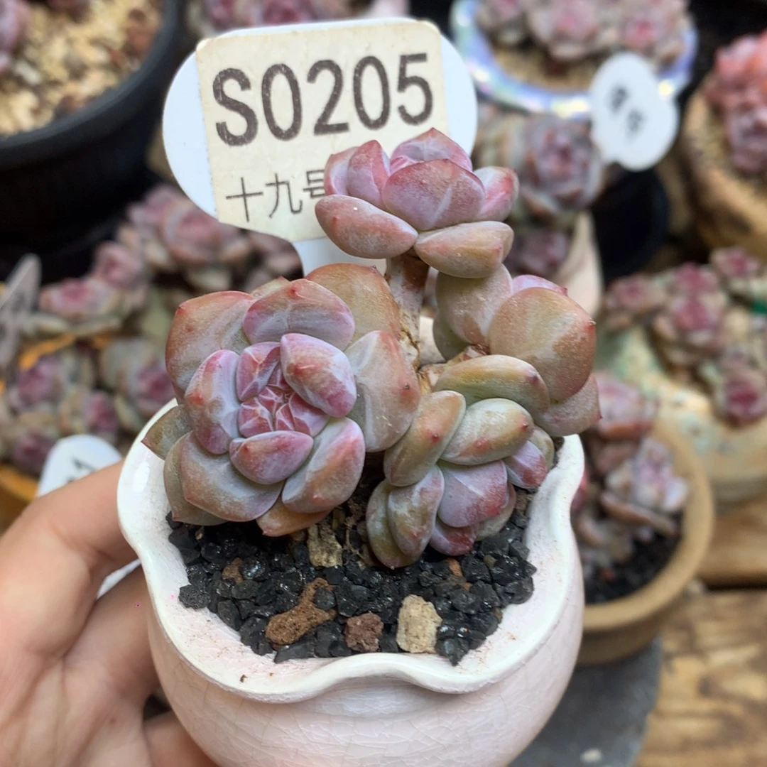 S0205 突尼斯 小脸小树 背景同款