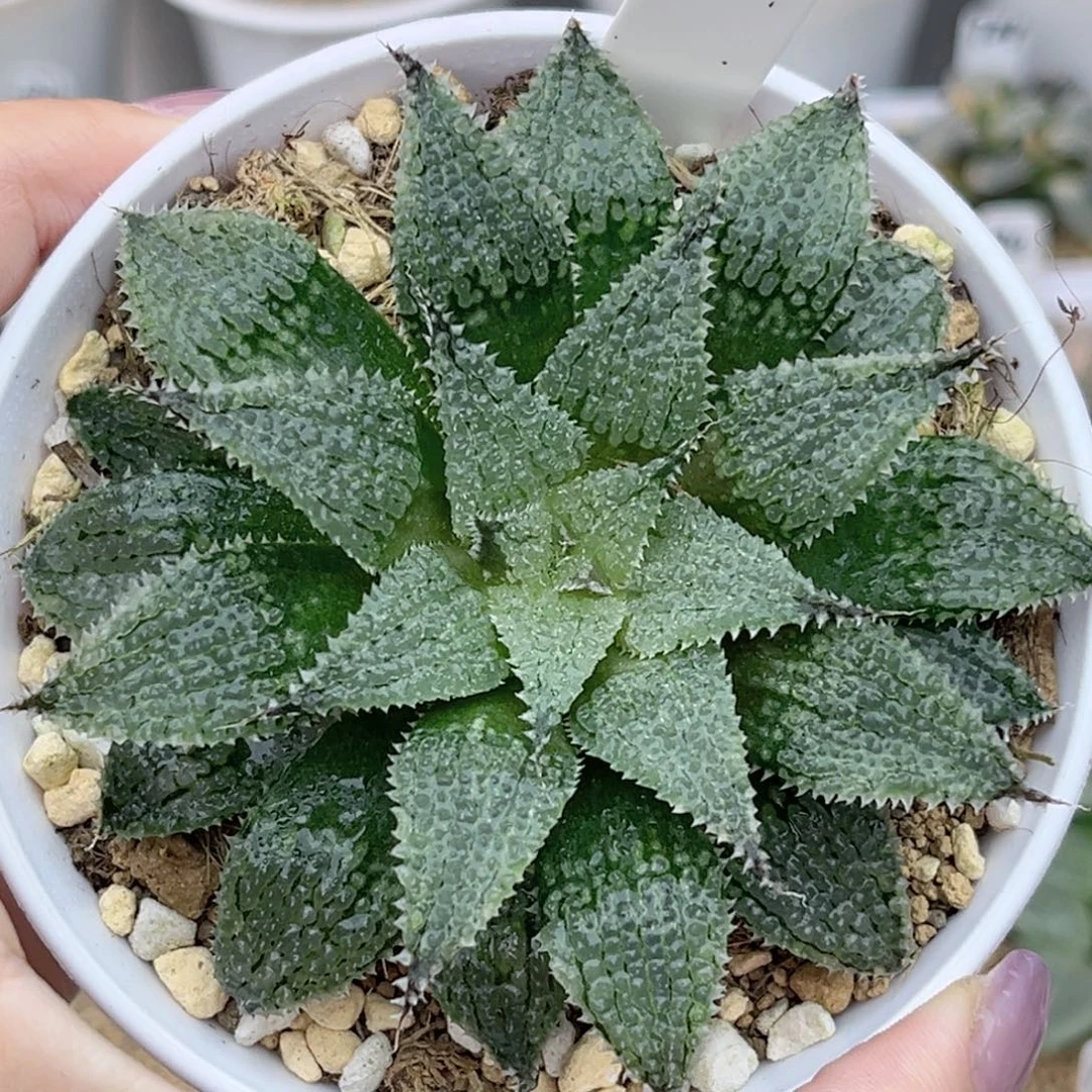 80莫瑞莎福利专场