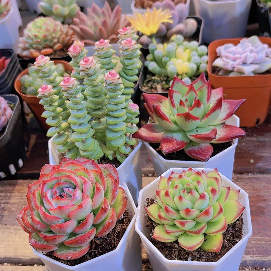 钱串锦➕月亮石➕侧影➕红乌木