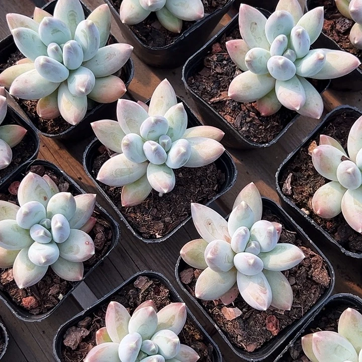 单头         松果   美人