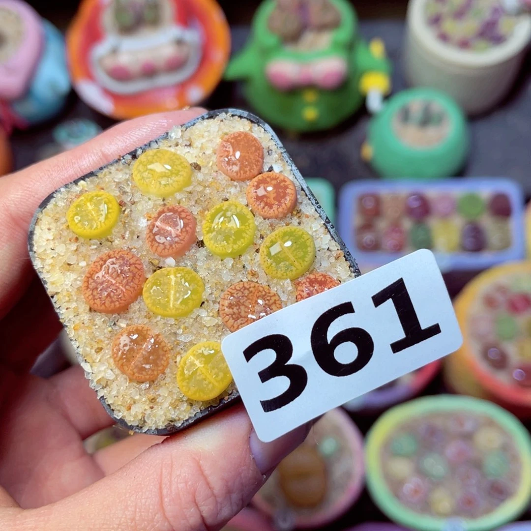 361生石花带盆发