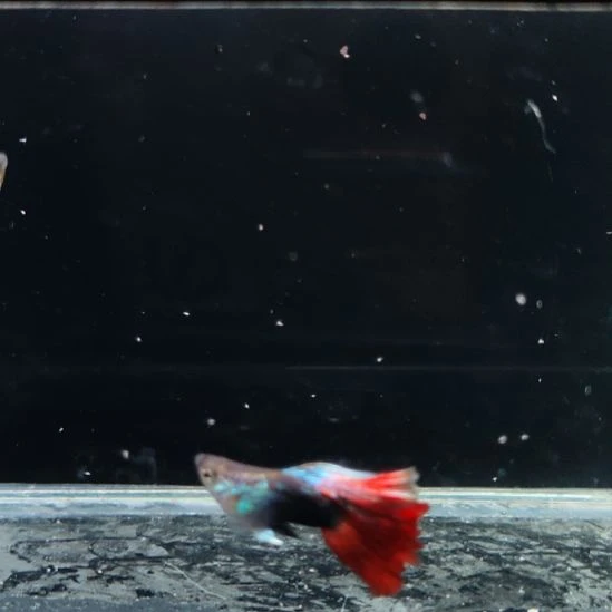 孔雀鱼红礼服球8888