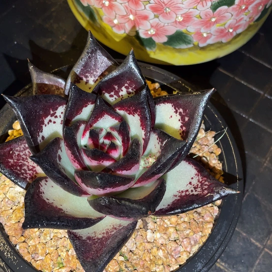 多肉植物一物一拍