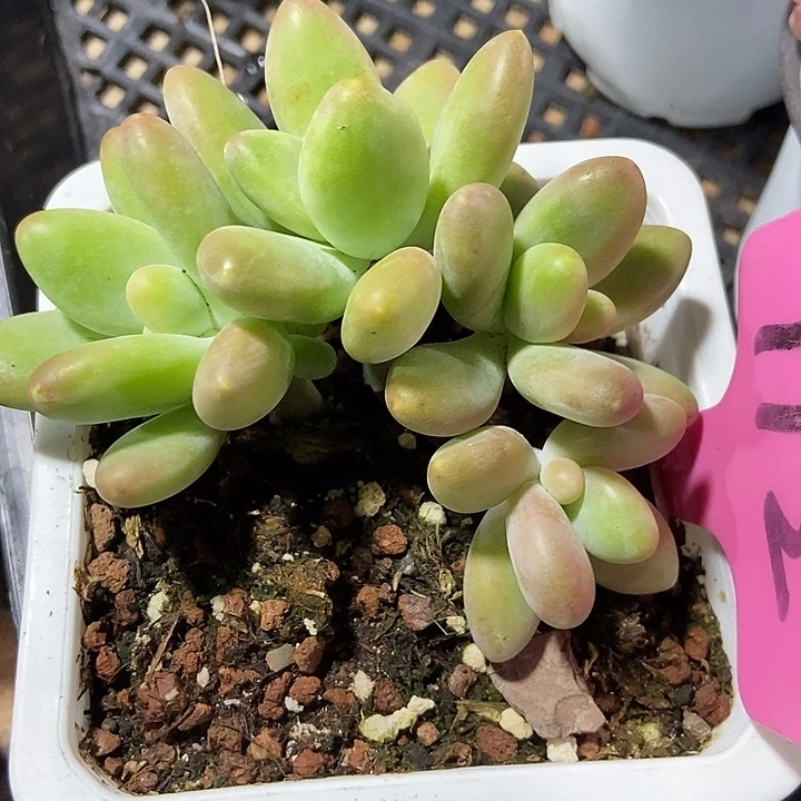 多肉植物芒果112多肉