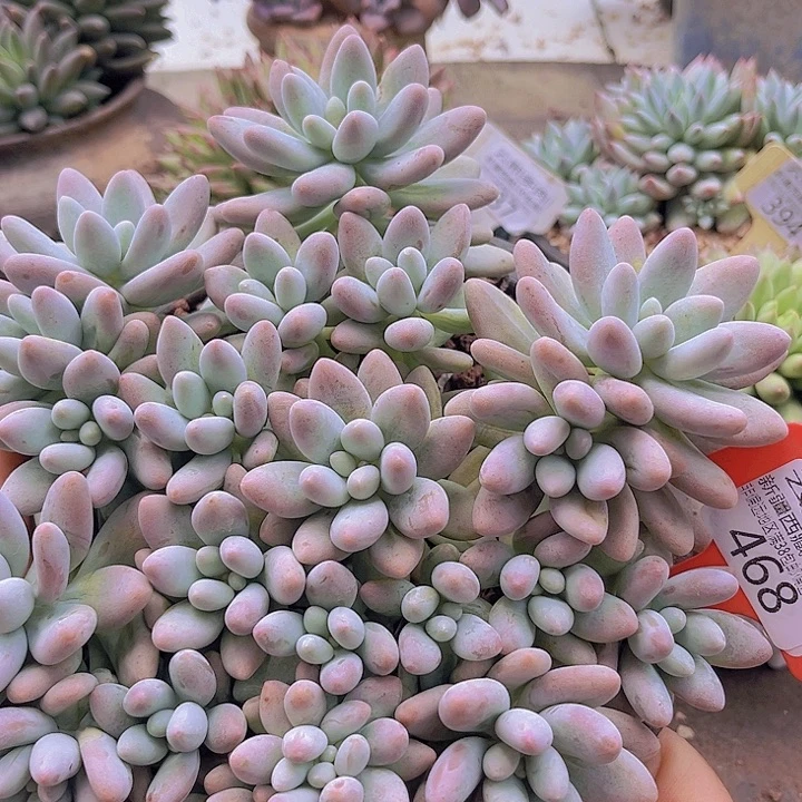 记***新468粉色恋人。