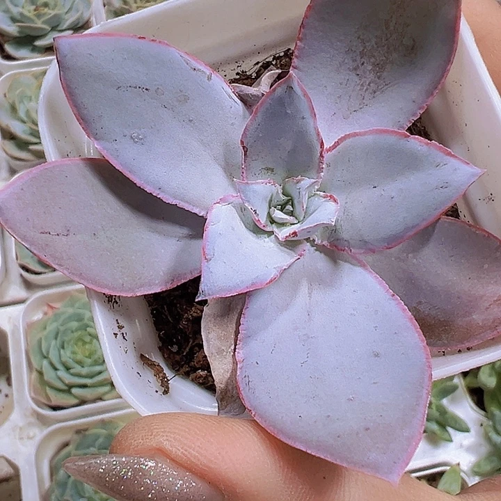 广寒宫19包邮多肉植物