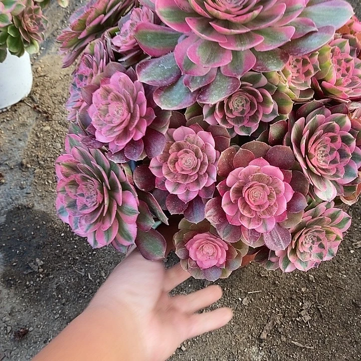 多肉植物火龙果791多肉