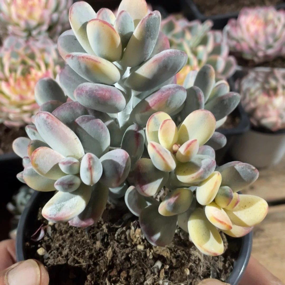 淘多肉乒乓福娘锦一个