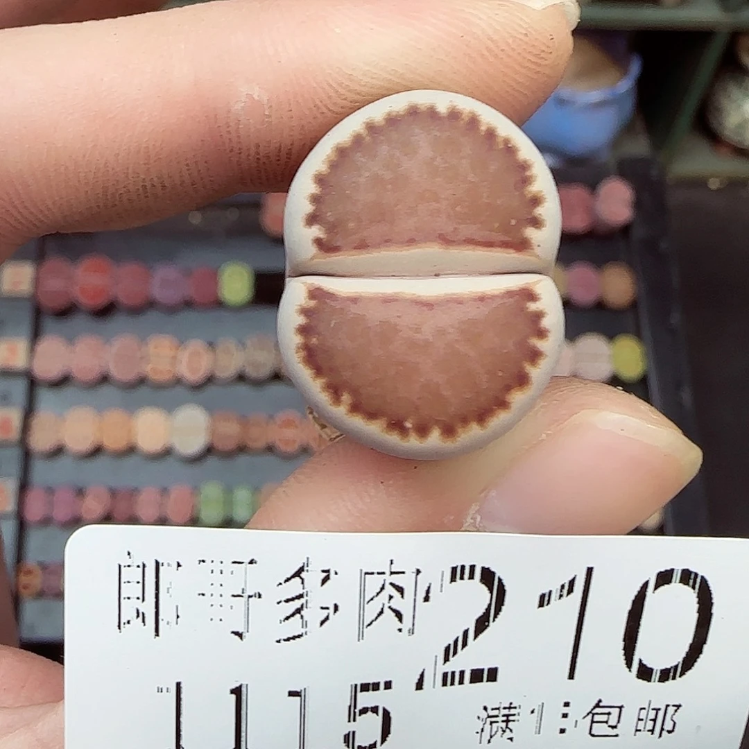 圆***润满满18包邮1115-210
