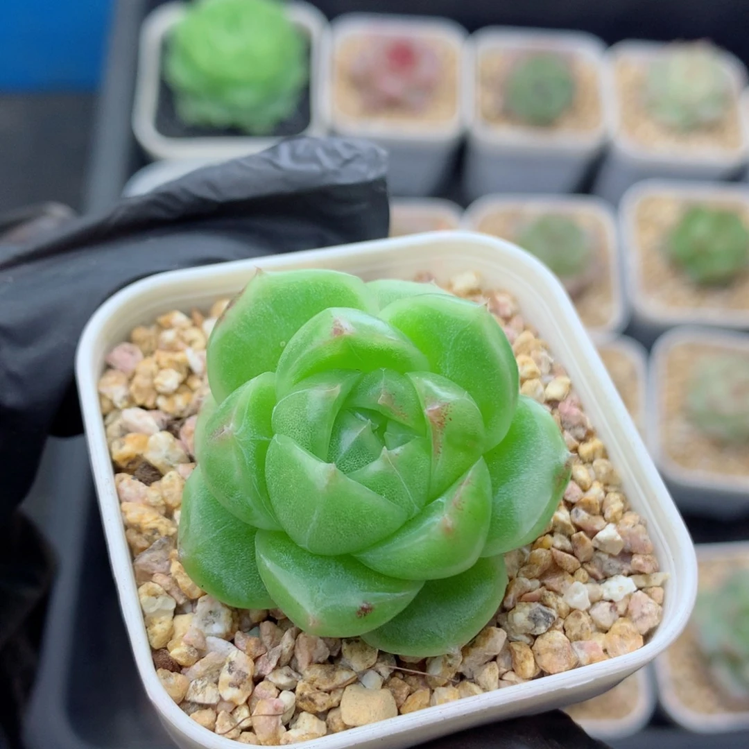 叶*真58包邮  群生不包整