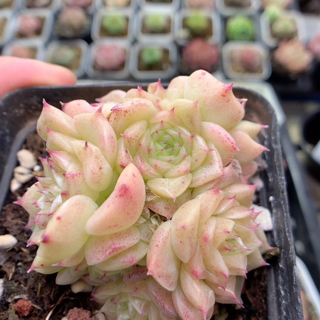 D50 ，柿子多肉20包邮两天凑单