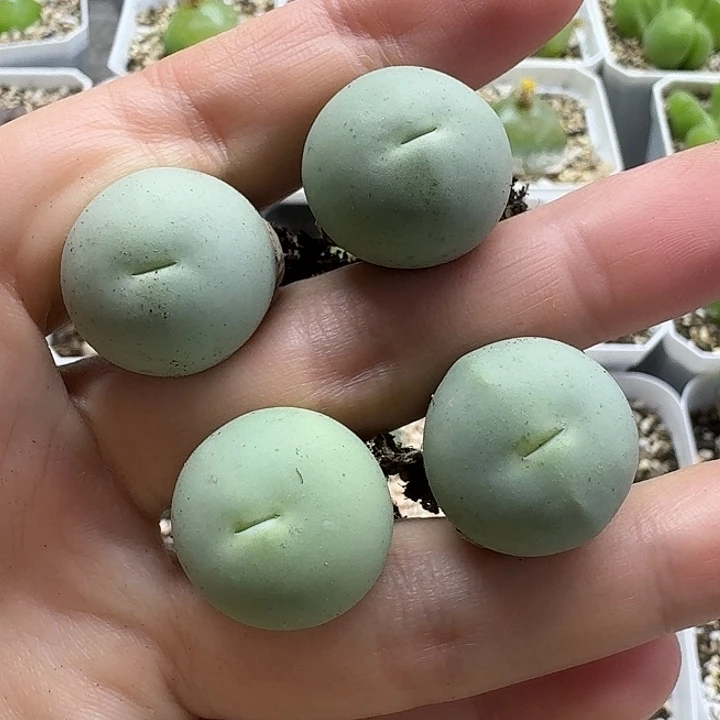 老马生石花2鸽子蛋3021