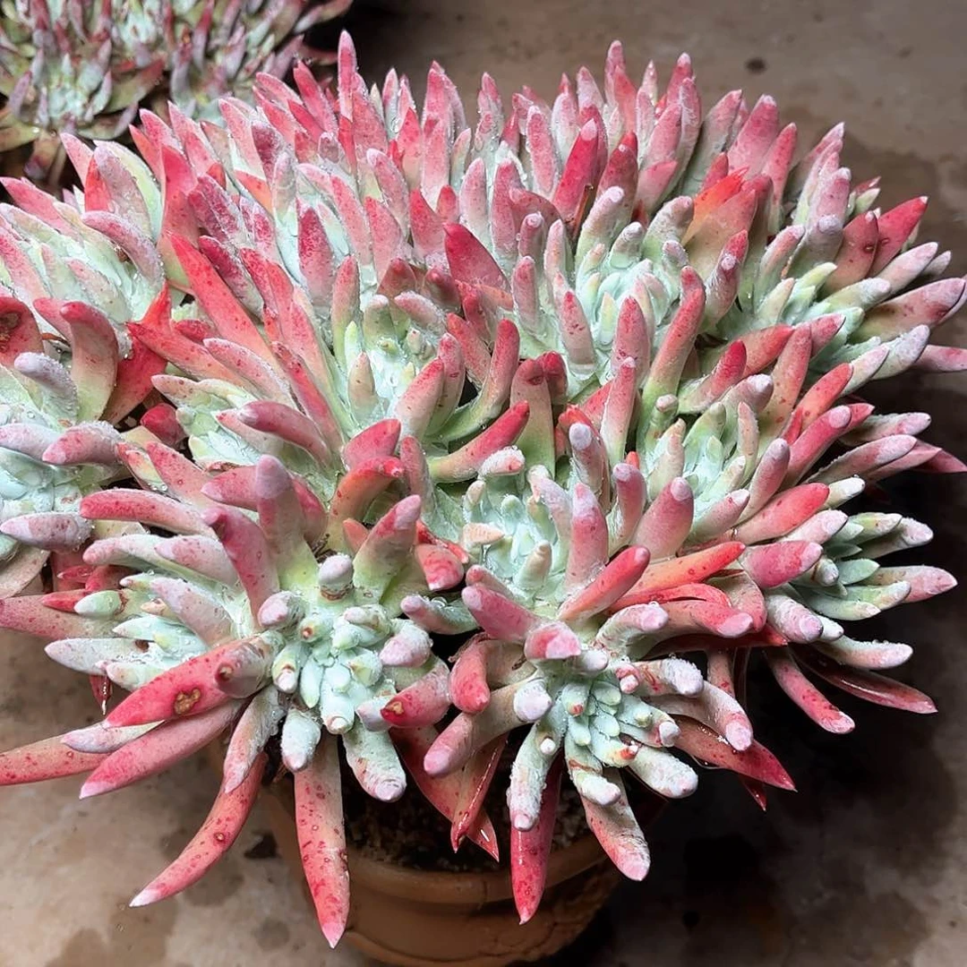 R****瑾6325文森特仙女杯多肉