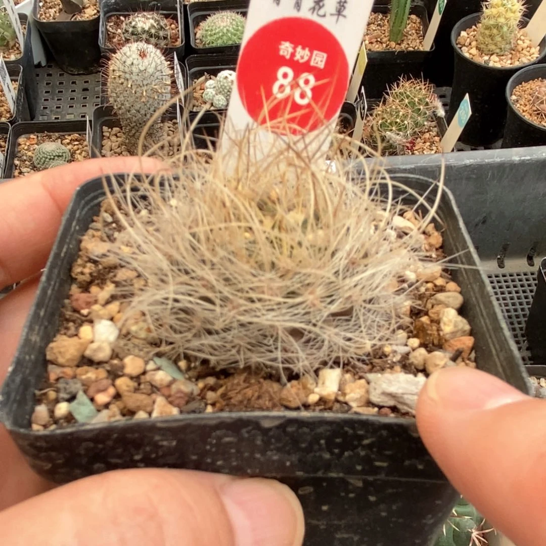 实生狂刺鸟巢银翁玉一颗3.8cm